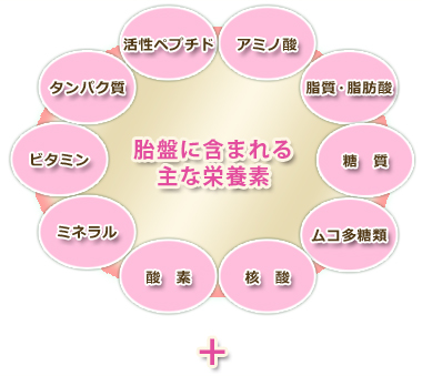 胎盤に含まれる主な栄養素 胎盤に含まれる主な栄養素